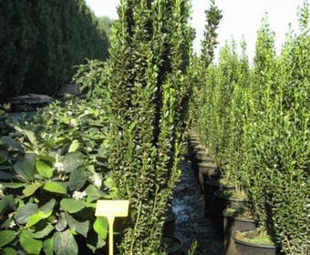 Japanse Hulst (Ilex crenata 'Fastigiata')
