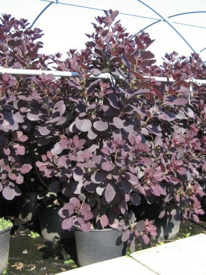 Cotinus