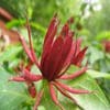 Specerijstruik (Calycanthus floridus)