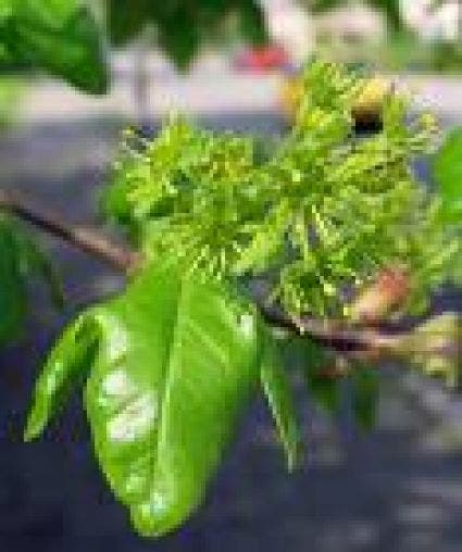 Acer campestre 'Elsrijk'