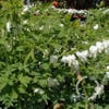 Gebroken hartjes (Dicentra spectabilis 'Alba') BIO
