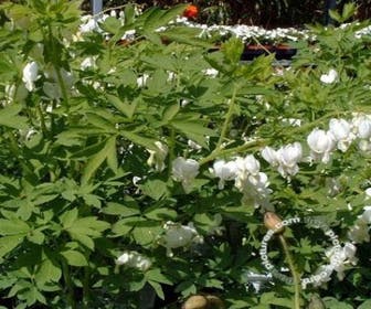 Gebroken hartjes (Dicentra spectabilis 'Alba') BIO