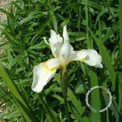 Iris/zwaardlelie (Iris sibirica 'Snow Queen')