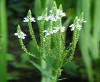 IJzerhard (Verbena hastata 'Alba')