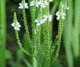 IJzerhard (Verbena hastata 'Alba')