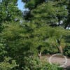 Zwarte els (Alnus glutinosa 'Imperialis')