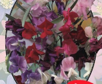 Siererwt (Lathyrus odoratus mix)