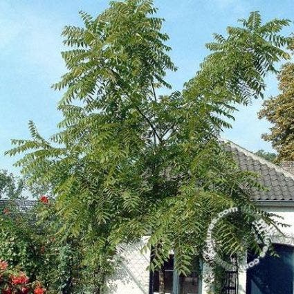 Juglans