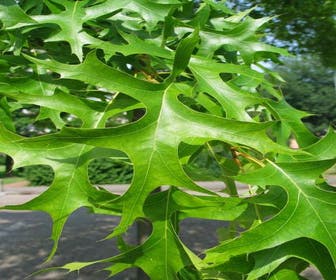 Moeraseik als dakboom (Quercus palustris)