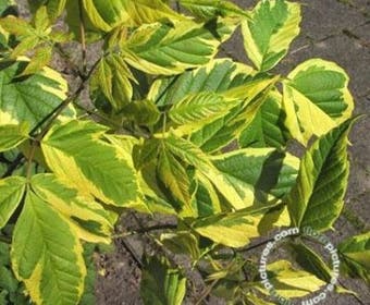 Vederesdoorn (Acer negundo 'Aureomarginatum')