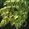 Goudbonte duivelswandelstok (Aralia elata 'Aureovariegata')