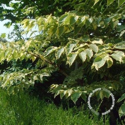 Goudbonte duivelswandelstok (Aralia elata 'Aureovariegata')