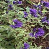 Caryopteris (Caryopteris clandonensis 'Kew Blue')