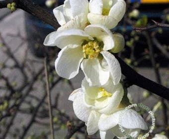 Japanse kwee (Chaenomeles superba 'Jet Trail')