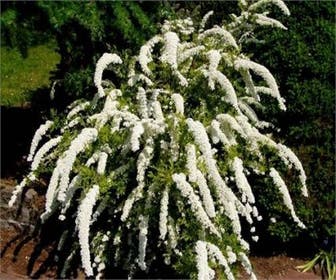 Spierstruik (Spiraea arguta)