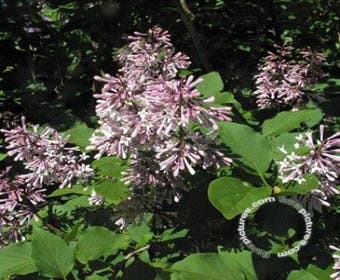 Dwergsering (Syringa patula 'Miss Kim')