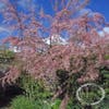 Tamarisk (Tamarisk tetrandra)