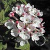 Sneeuwbal (Viburnum carlesii 'Aurora')