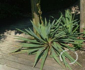 Palmlelie (Yucca flaccida)