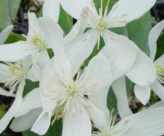 Bosrank, groenblijvend (Clematis armandii 'Snowdrift')