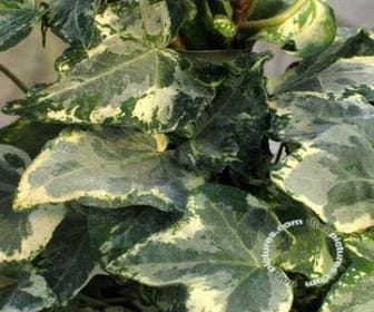 Klimop (Hedera helix 'Kolibri')