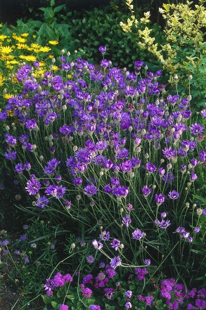 Blauwe strobloem