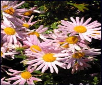 Chrysant (Chrysanthemum 'Clara Curtis')