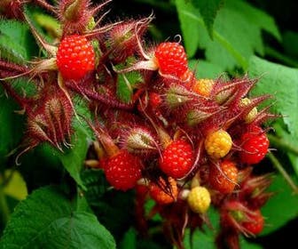 Japanse Wijnbes (Rubus phoenicolasius)