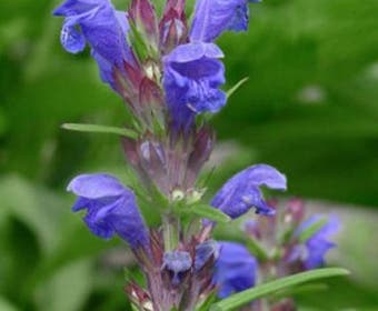 Drakenkop (Dracocephalum 'Sky Dragon')