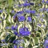 Caryopteris (Caryopteris 'White Surprise')