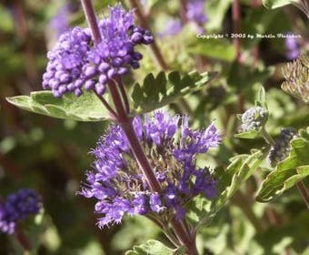 Caryopteris (Caryopteris incana)