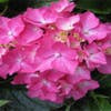 Hortensia (Hydrangea macrophylla 'Pia')