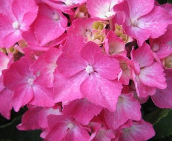 Hortensia (Hydrangea macrophylla 'Pia')