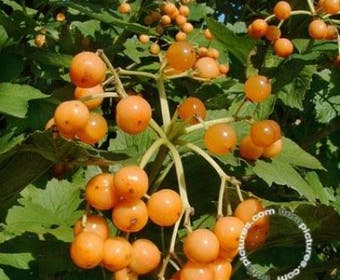 Gelderse roos (Viburnum opulus 'Xanthocarpum')