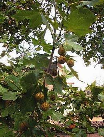 Platanus