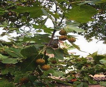 Dakplataan (Platanus 'Alpen's Globe')