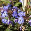 Loodkruid (Ceratostigma willmottianum)