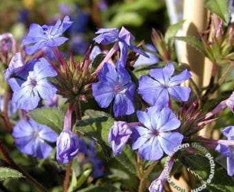 Loodkruid (Ceratostigma willmottianum)
