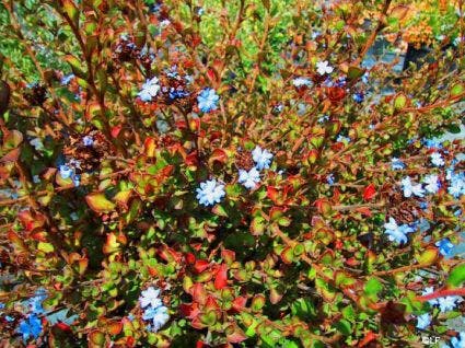 Ceratostigma