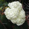 Eikenbladhortensia (Hydrangea quercifolia 'Harmony')
