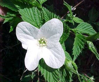 Schijnkerria (Rhodotypos scandens)