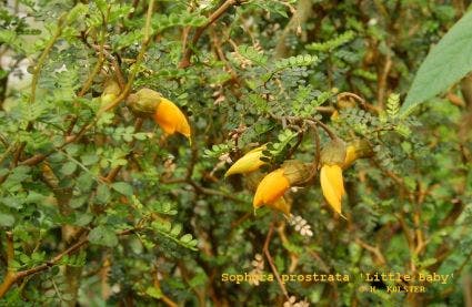 Sophora