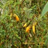 Honingboom (Sophora prostrata 'Little Baby')