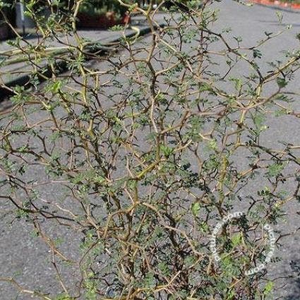 Honingboom (Sophora prostrata 'Little Baby')