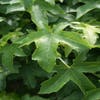 Bolamberboom (Liquidambar 'Gum Ball')