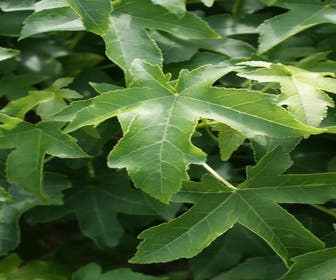Bolamberboom (Liquidambar 'Gum Ball')