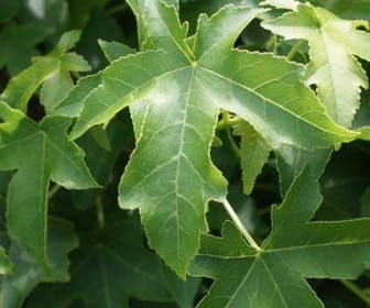 Bolamberboom (Liquidambar 'Gum Ball')