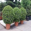 Toscaanse Jasmijn, Bolvorm (Trachelospermum jasminoides )