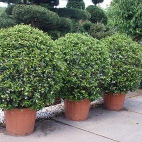 Toscaanse Jasmijn, Bolvorm (Trachelospermum jasminoides)