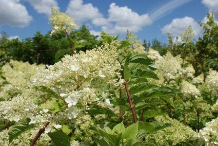 Pluimhortensia